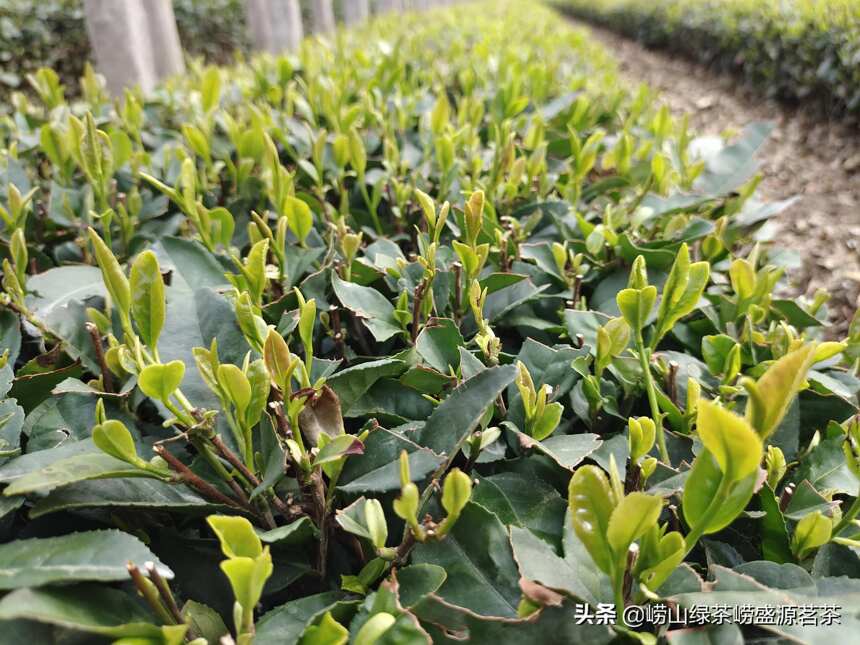 青岛有个好喝的特产叫崂山绿茶