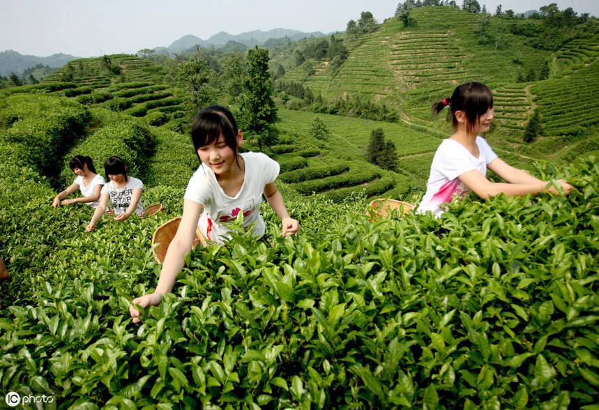 茶—农村振兴的关键