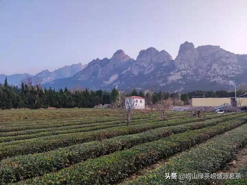 你知道百分之七十的崂山茶产自于王哥庄吗？