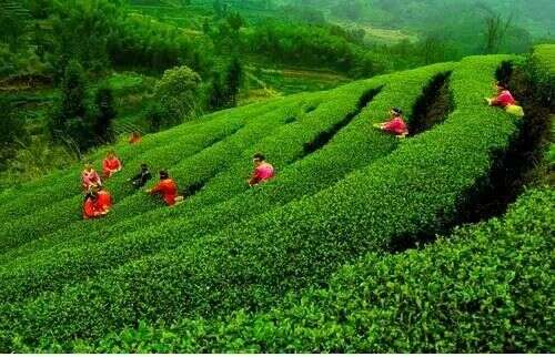 阮成发：让古茶树休养生息 推动云茶产业绿色发展