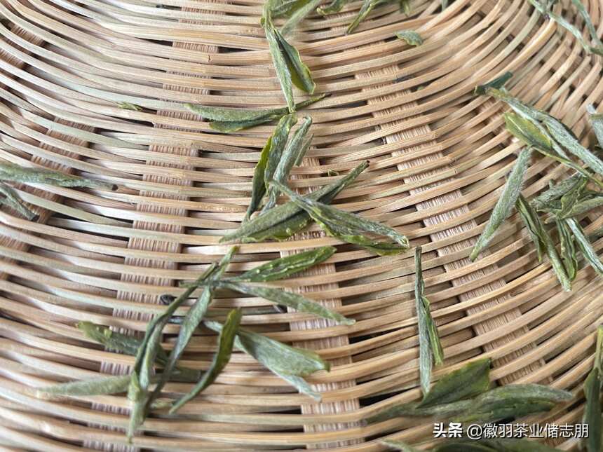 安徽“三黄”之一的霍山黄芽，到底是什么茶？