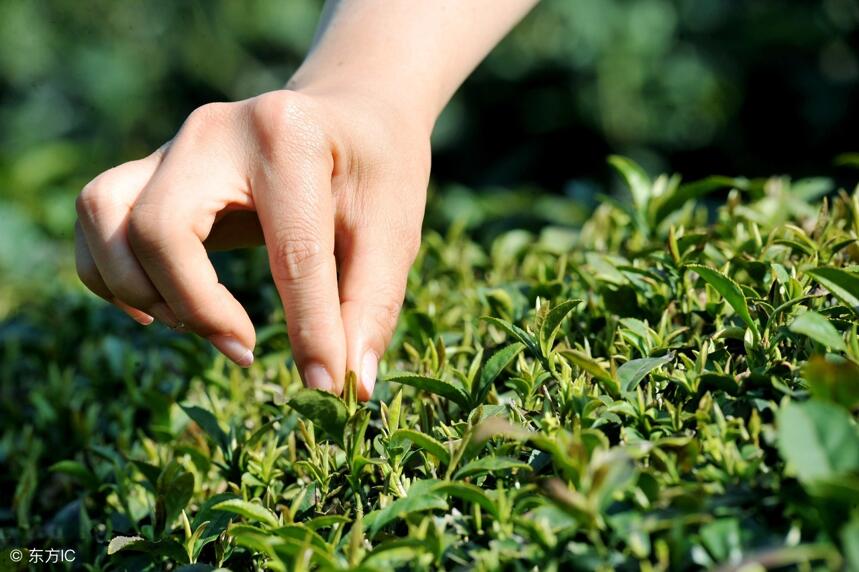 崂山绿茶好喝吗？口感哪些特别之处？