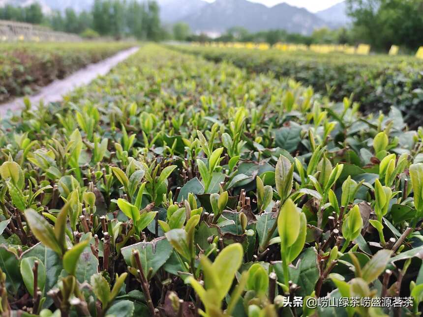 青岛崂山茶为什么比同日期的日照绿茶或者南方茶价格要高？