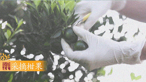 小青柑是怎样生产出来的？
