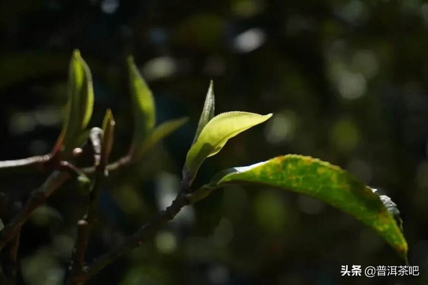 「答疑解惑」被大家津津乐道的“森林茶”，你知道是什么？