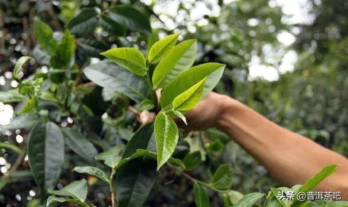 「干货分享」详解云南普洱茶园茶与野生茶树的区别