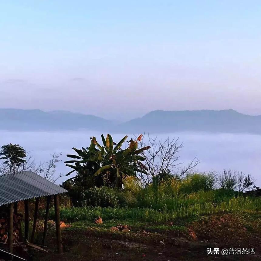 「干货分享」大平掌：普洱澜沧景迈大寨最出名的古树茶园