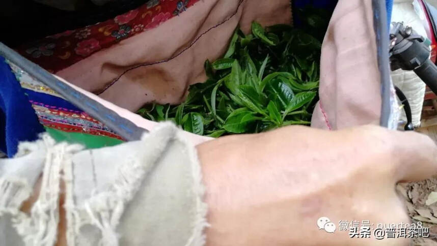 「干货分享」曼松王子山，独特的中小叶种珍品