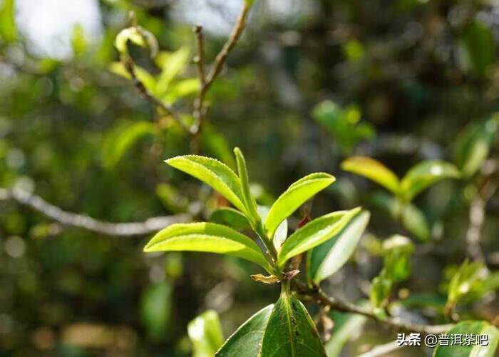 为什么贡茶都是中小叶种