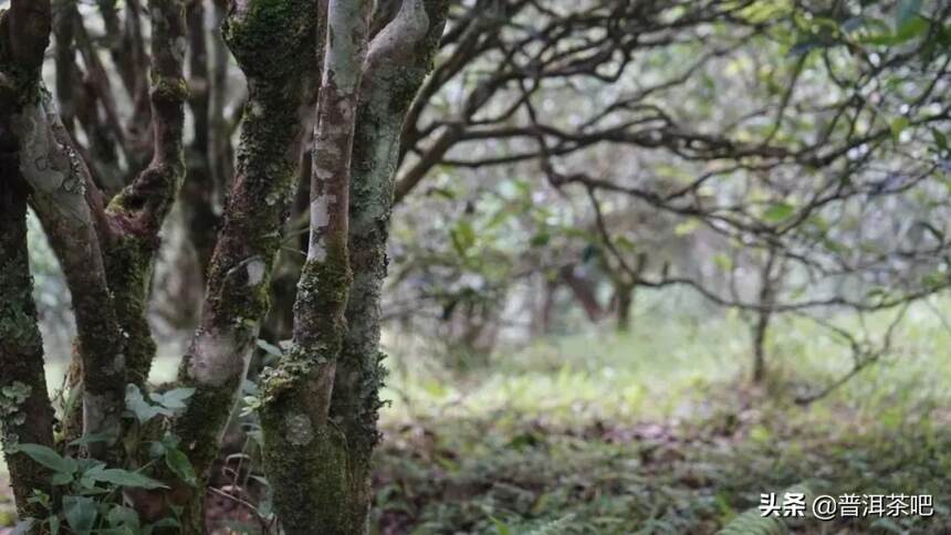 古六大茶山中保护最好、古茶园树遗存最多、产量最大的易武古茶山