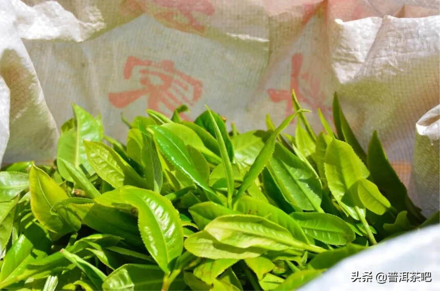 「干货分享」普洱千家寨，来自普洱古树茶区的原生之味