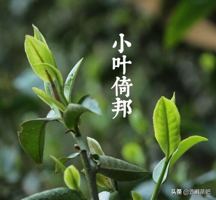 「干货分享」详解云南普洱茶园茶与野生茶树的区别