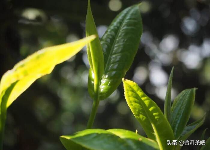 大叶种是适制云南普洱茶的最佳原料吗？