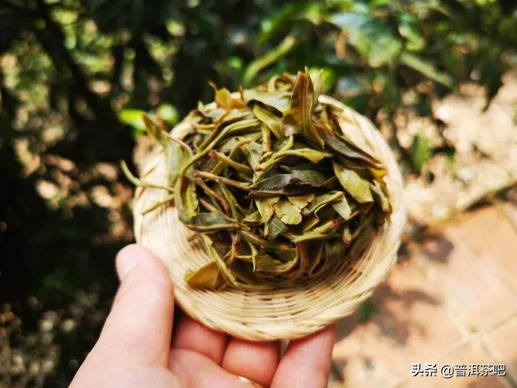 「干货分享」西双版纳普洱茶茶山行