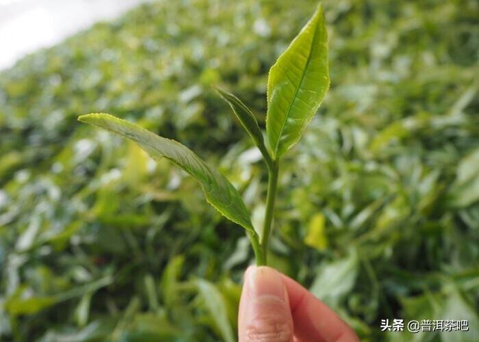 为什么贡茶都是中小叶种