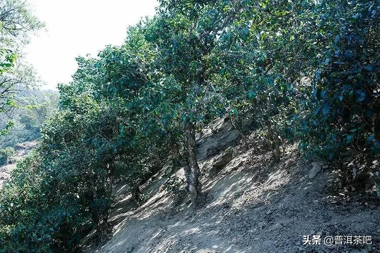 「普洱茶山行」那卡，勐海境内唯一中小叶种山头