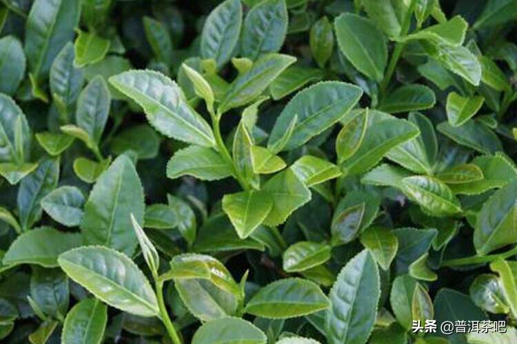 茶树的生长经历周期有哪些？