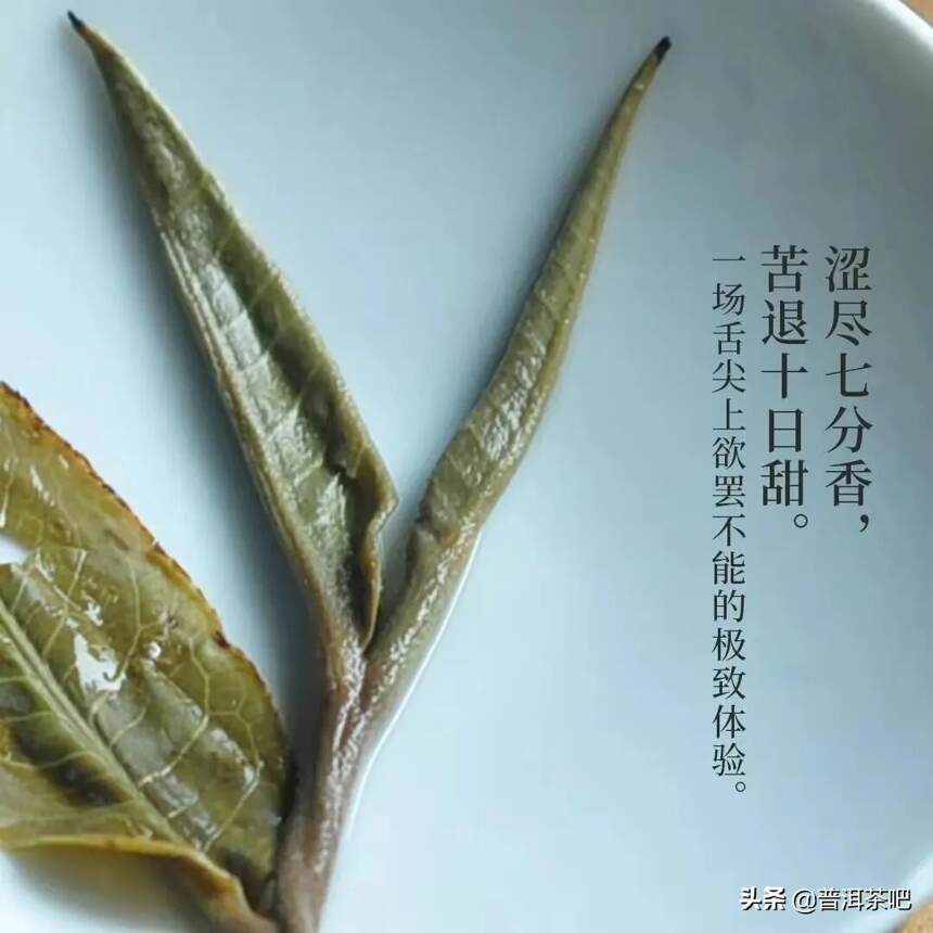 老曼峨｜2021秋，古树纯料青饼，