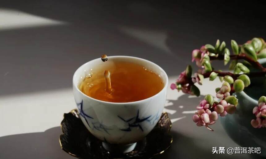 「干货分享」解析普洱茶古树茶