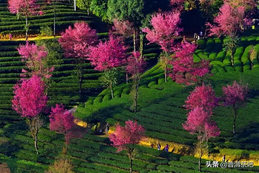云南大理无量山樱花谷，中国冬天最美的地方，没有之一