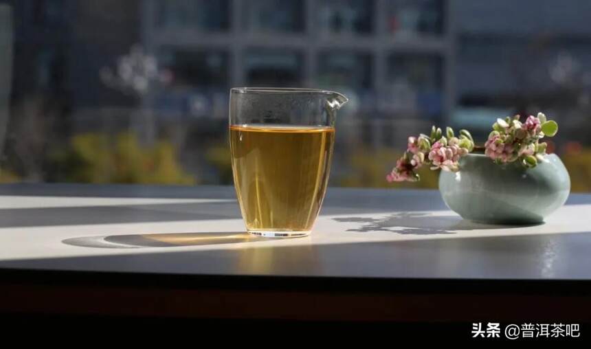 「干货分享」解析普洱茶古树茶