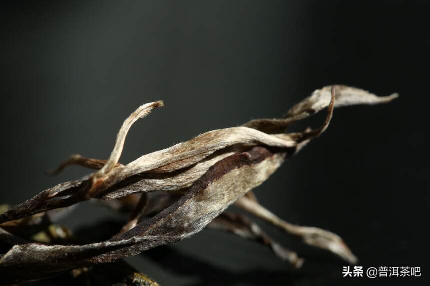 蛮砖瓦竜——古六大茶山唯一的大叶种产区