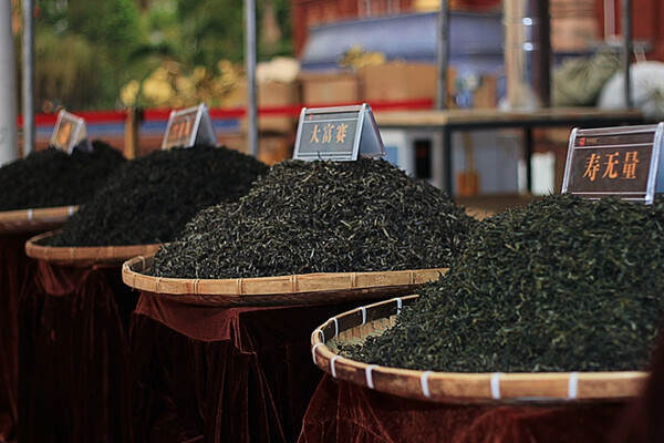 为什么把普洱茶归为黑茶类是不合理的？