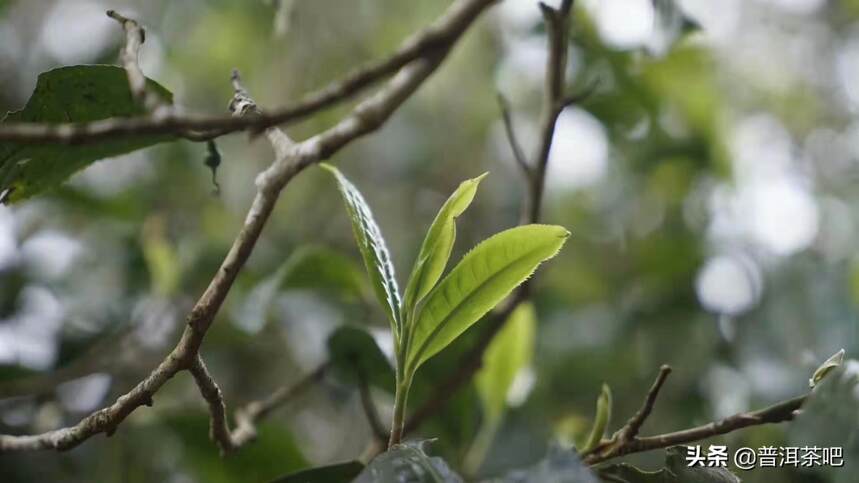 怎么区分普洱茶茶树呢？