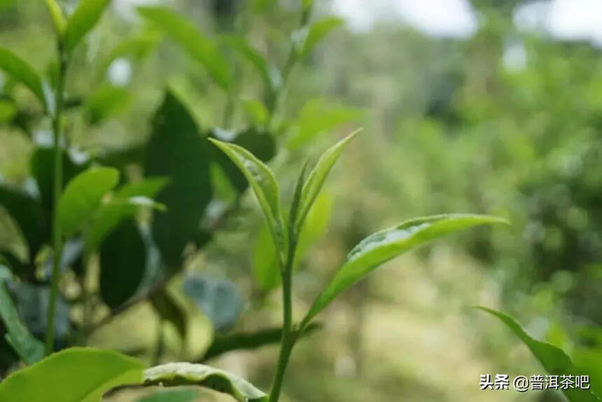 古六大茶山中保护最好、古茶园树遗存最多、产量最大的易武古茶山