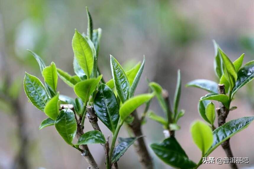 普洱茶中的小叶种主要分布在哪些地方？
