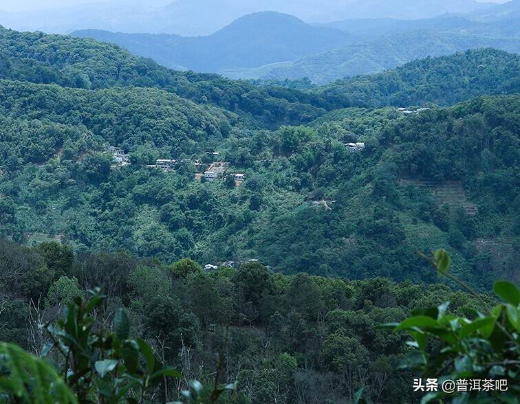 芭蕉林——隐于山间的易武明珠