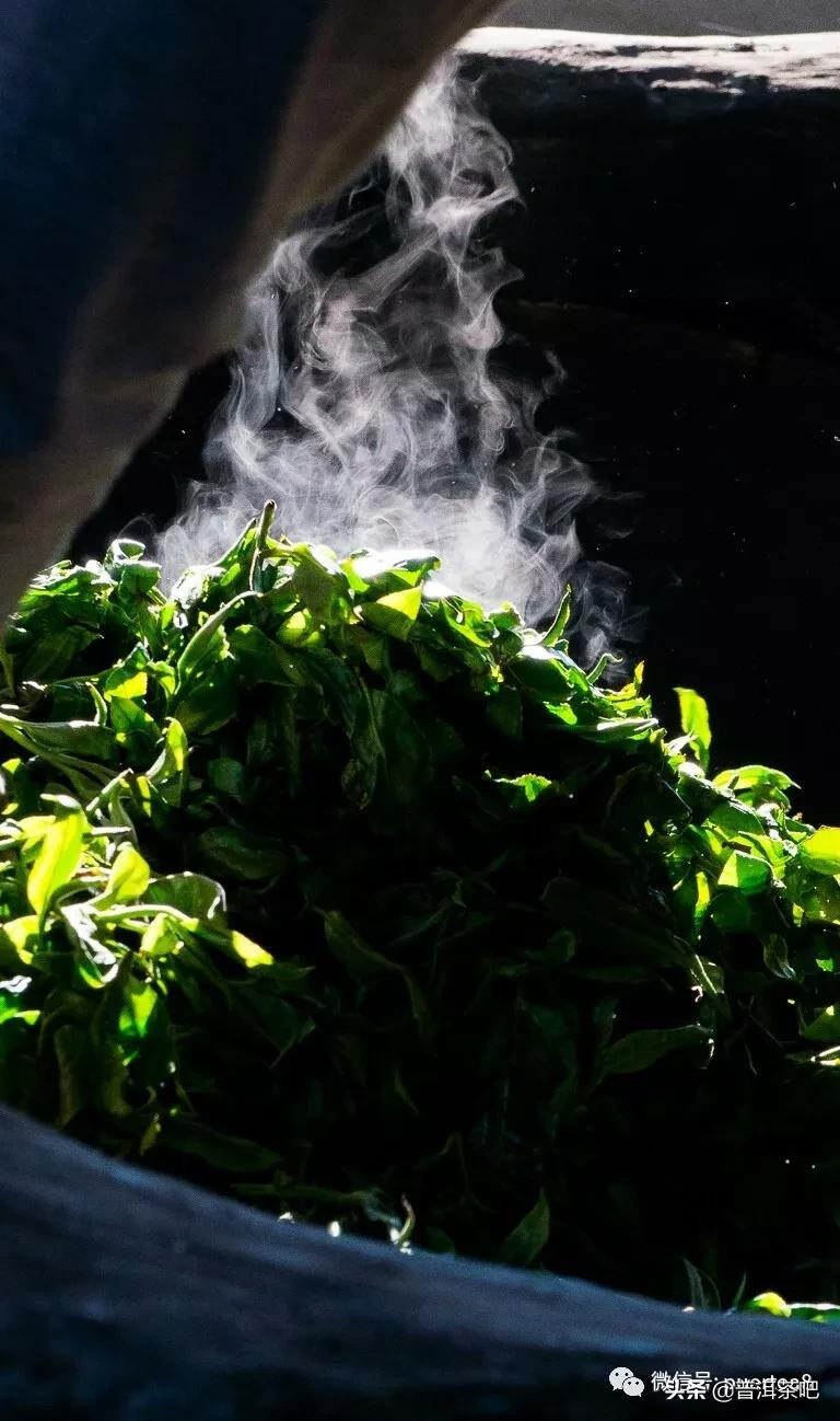 「干货分享」普洱茶采摘鲜叶与时间的标准