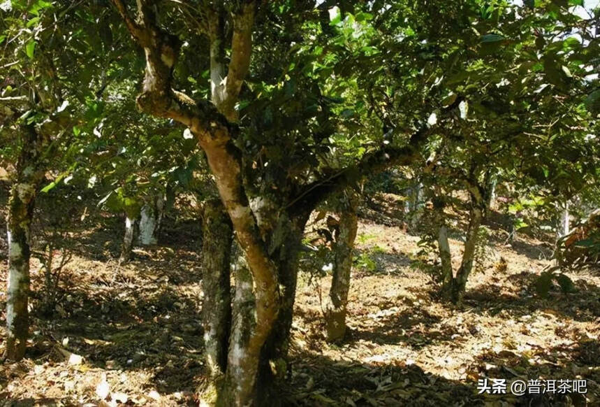 「干货分享」勐宋古树茶园主要分布及其各茶山的古树茶口感特点