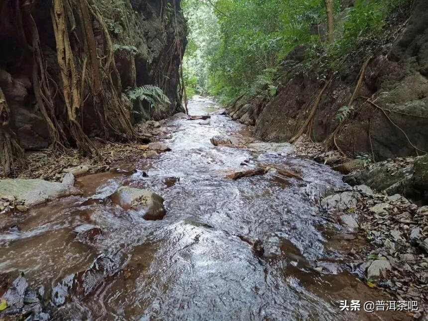 「干货分享」铜箐河，资深茶人的世外桃源