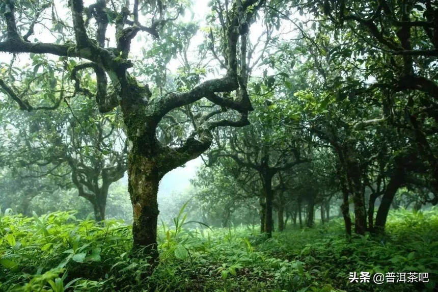 「答疑解惑」临沧最有名气普洱茶山有哪些？