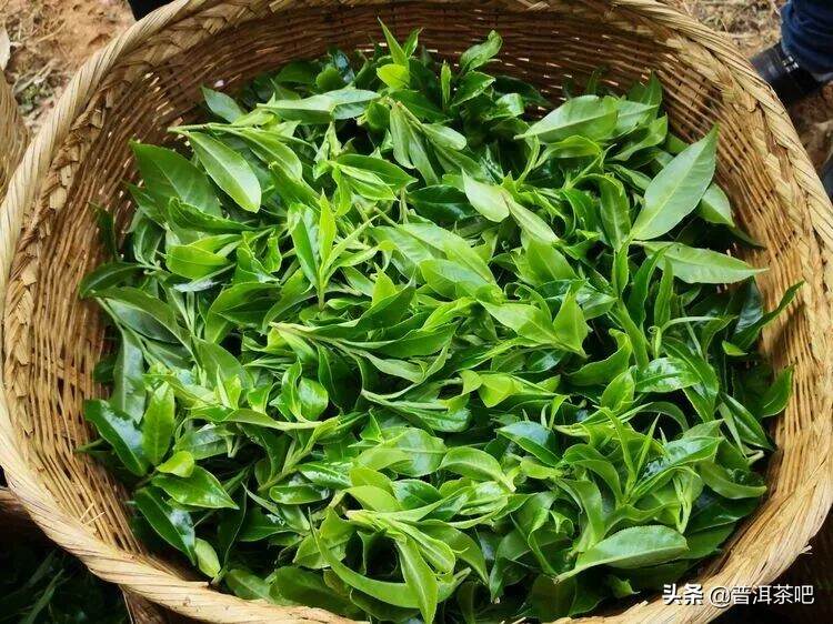 邦崴—颠覆世界茶叶原产地的发现