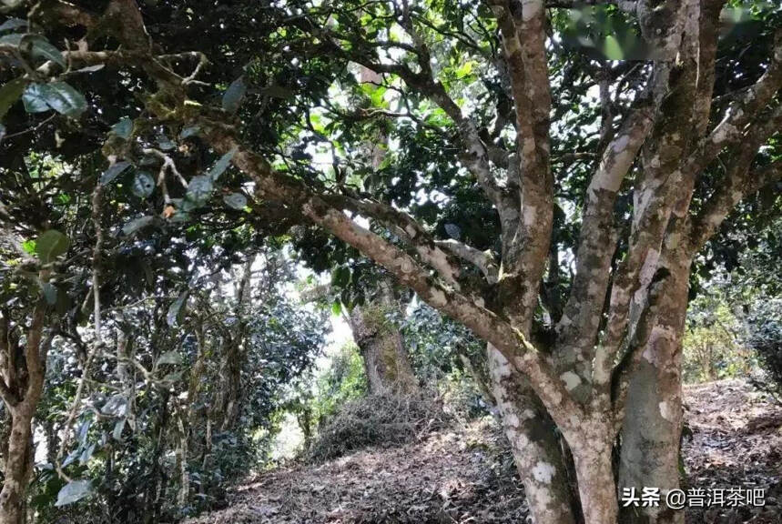 临沧香竹林普洱茶—古茶林立，香气成林
