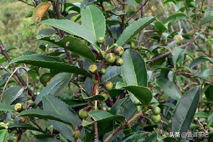 茶树的生长经历周期有哪些？
