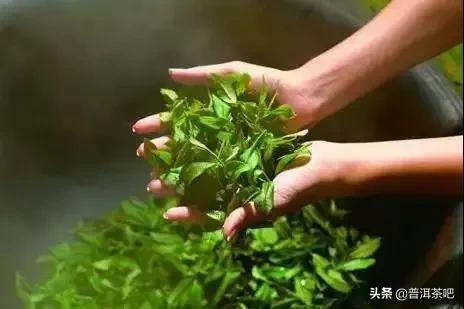 「干货分享」普洱茶加工工艺最重要的一个环节——杀青