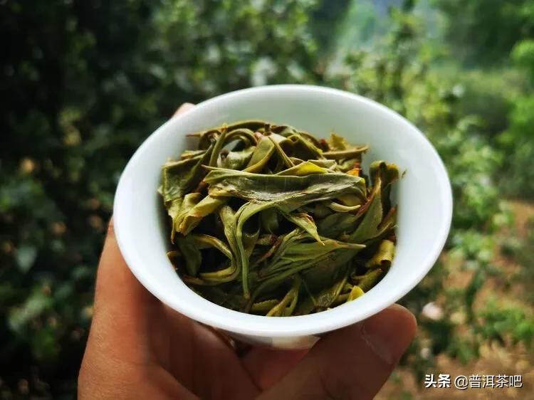 「干货分享」西双版纳普洱茶茶山行