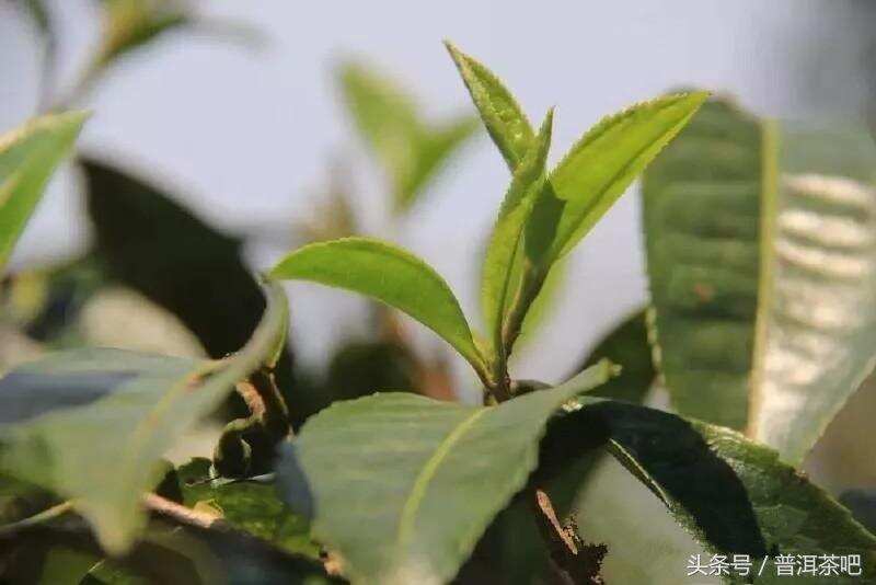 高品质古树茶的标准是什么？