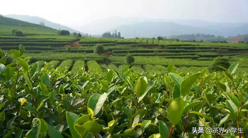 冠状病毒肺炎疫情与茶叶产业发展方向，我有这10个判断