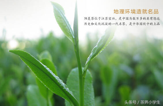 红茶产地（16）——江苏宜红（代表茶：宜兴红茶）