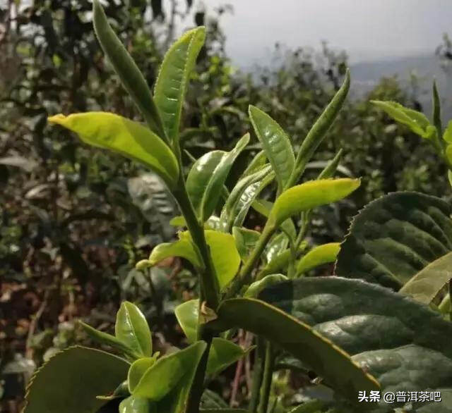 「干货分享」勐腊茶区普洱茶产地细分