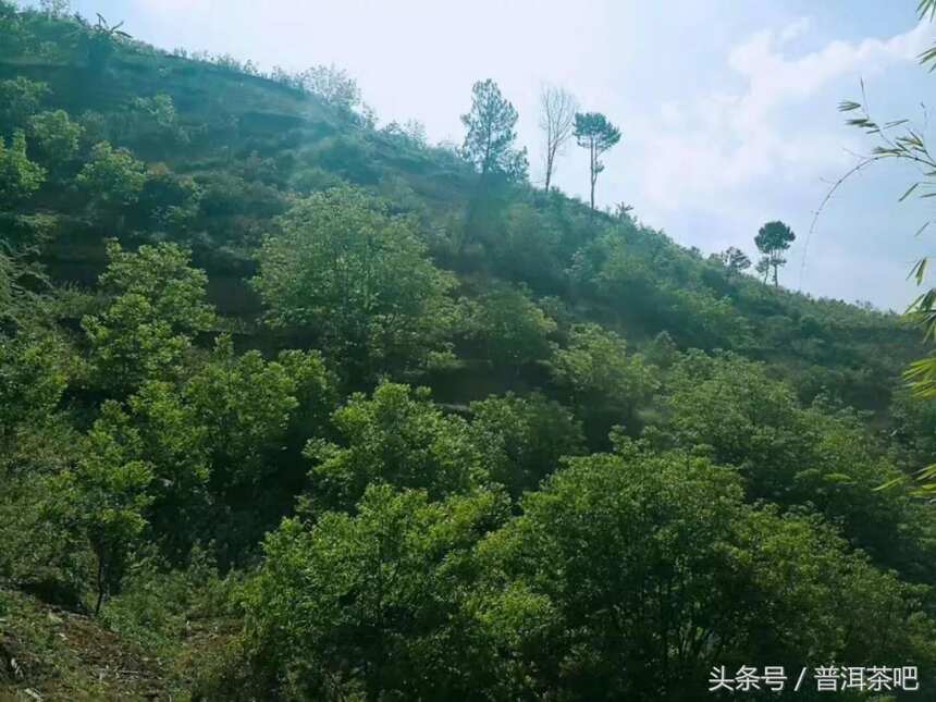 临沧茶山新发现丨梅子箐，最打动自己的茶山