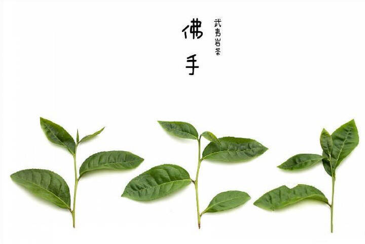 史上最全最清晰的武夷岩茶品种录，代号105、204、305是什么？