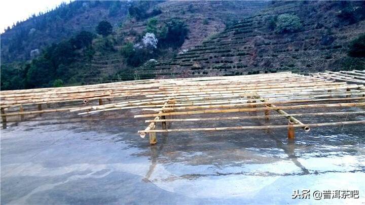 从云南岩茶生产基地解读普洱茶传统晒青工艺的秘密