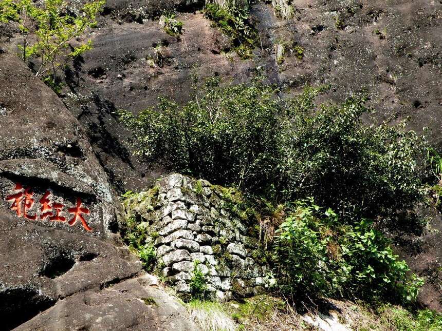 揭秘武夷山那些远近闻名的上好武夷岩茶山场：最好并不是牛栏坑