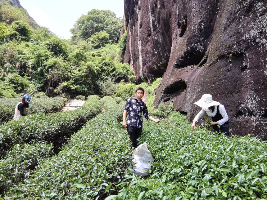 武夷岩茶一年只做一次，不做茶的时候茶农们都在做什么？