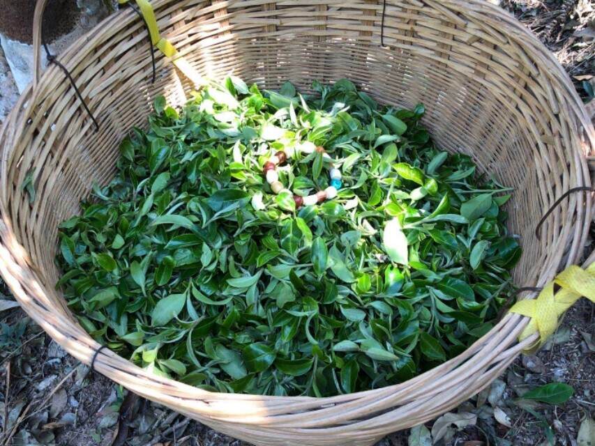 2020年春茶将至，了解这些普洱古树茶知识防止被坑！